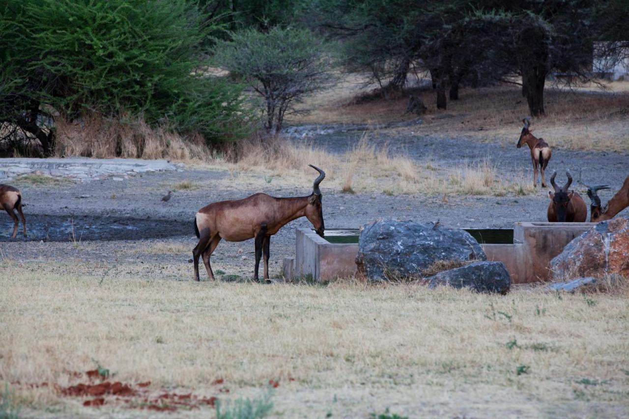 Gabus Game Ranch Villa Otavi Exterior foto